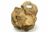 Unique, Petrified Wood Candle Holder - Madagascar #378660-3